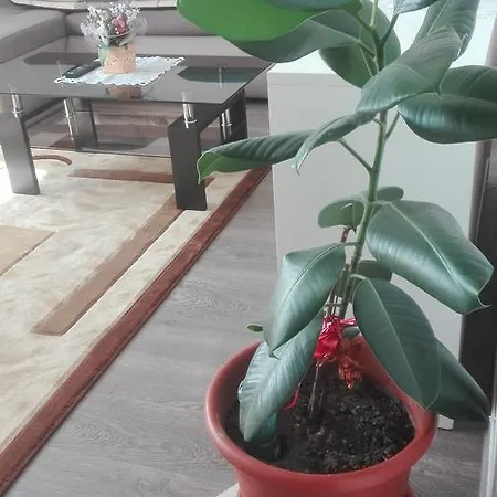 Апартаменти Apartament Ioan Socec *