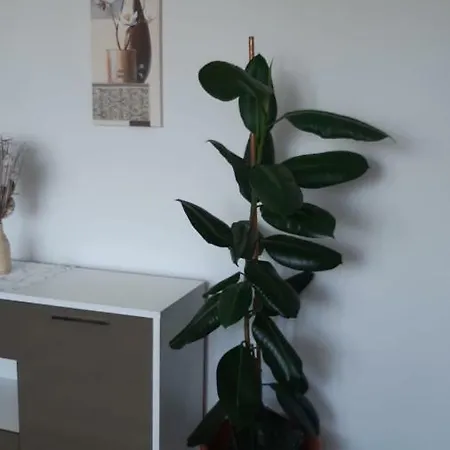 Apartament Ioan Socec * Брашов